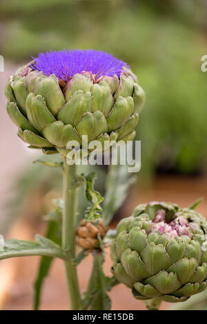 Blühende Artischocke "Imperial Star' Stockfoto