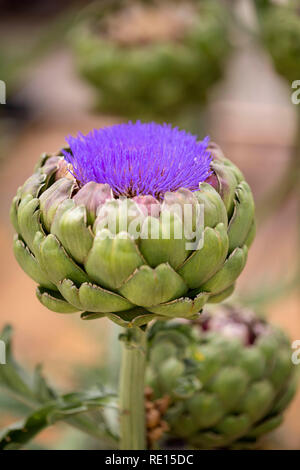 Blühende Artischocke "Imperial Star' Stockfoto