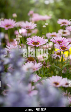 Argyranthemum "Grandessa Pink Halo' Stockfoto