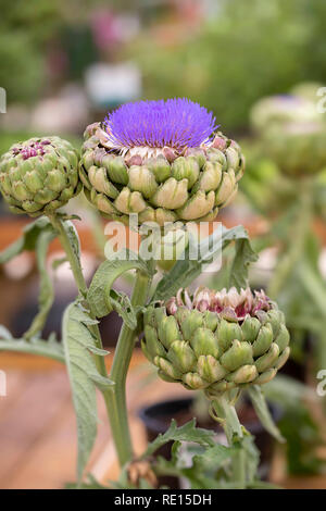 Blühende Artischocke "Imperial Star' Stockfoto