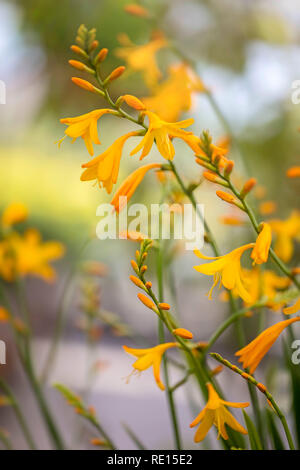 Blühende Crocosmia Stockfoto