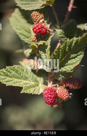 Silvan Black Berry Stockfoto