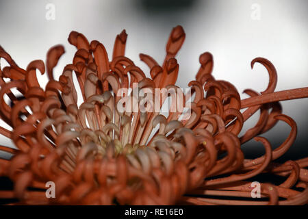 Orange mamas vor grauem Hintergrund im starken Kontrast, orange spider Chrysanthemen altmodische Blume abstrakten Makro studio Shot Stockfoto