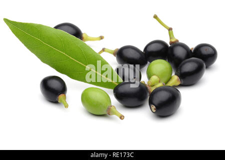 Daphne Blätter und Früchte auf weißem Hintergrund Stockfoto