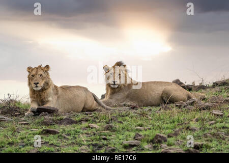 Zwei Jugendlichen männliche Löwe Brüder in der Dämmerung in der Masai Mara, Kenia. Diese jungen Männer haben gebrochene Stolz und wird von den Nomaden werden, bis sie st Stockfoto