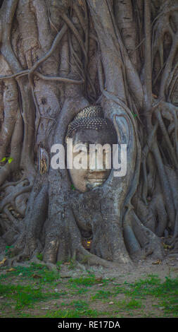 Ayuthaya Gesicht im Baum Bodhi-baum UNESCO-Welterbe Stockfoto