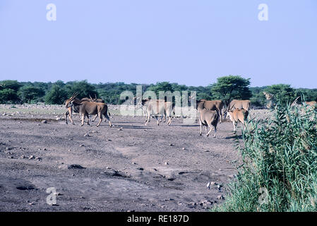 Elenantilope (taurotragus Oryx), Afrika, Namibia, Caprivi, Etosha National Park Stockfoto