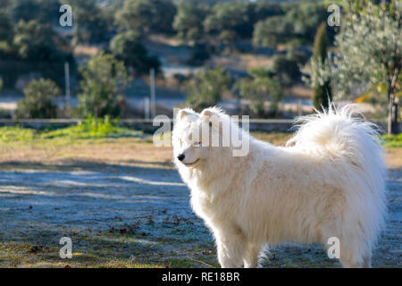Junge samoyed Hund draußen in einem Winter sonnigen Morgen. Porträt. Stockfoto