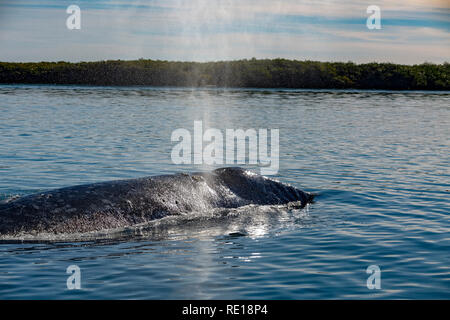 Grauwale Mutter Blasen in Baja California Pacific ocean Stockfoto