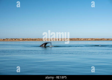 Gray Whale Tail in pazifischen Ozean Stockfoto