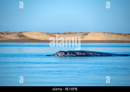 Grauwale Mutter Blasen in Baja California Pacific ocean Stockfoto