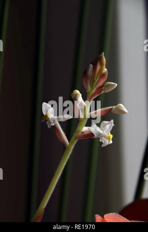 Ludisia verfärben Vielzahl dawsoniana mit zarten kleinen gelben, weißen Blüten, Jewel Orchidee Blumen Stockfoto