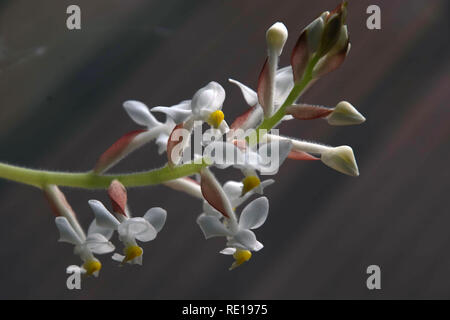 Zarte Blumen von Jewel orchid von ludisia ludisia Makroaufnahme, verfärben Vielzahl dawsoniana mit zarten kleinen gelben Blüten Stockfoto