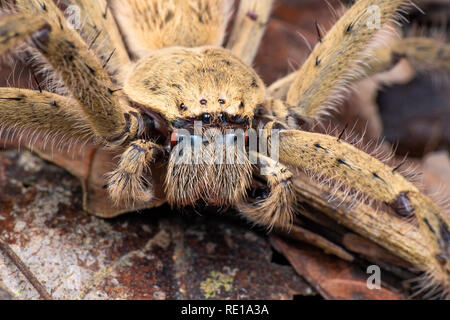 Extreme Nahaufnahme der Australischen huntsman Spider zeigt Zähne und Augen, der in den australischen Regenwald Stockfoto