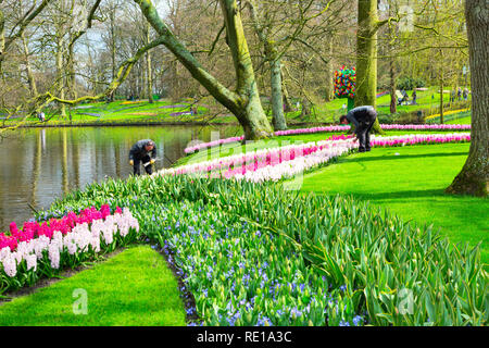 Lisse, Niederlande - 4 April 2016: Menschen die Pflege von Blumen, Tulpen und Hyazinthen Blumenbeete im Keukenhof spring garden, Holland Stockfoto
