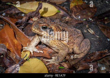 Zuckerrohr Kröte in tropischen Regenwald, Queensland, Australien Stockfoto