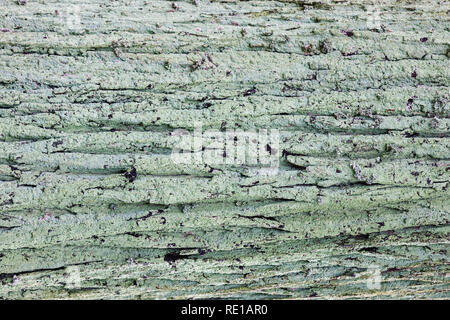 Natürliche alte Holz Hintergrund, moosigen Rinde Textur, verwitterte Holz natur Muster Stockfoto