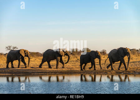 Eine Linie der Afrikanischen Elefanten an einem Wasserloch in Simbabwe Hwange National Park. Stockfoto