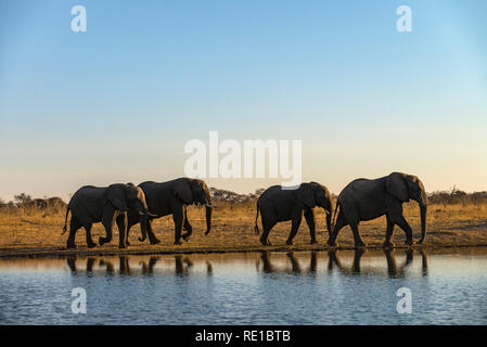 Eine Linie der Afrikanischen Elefanten an einem Wasserloch in Simbabwe Hwange National Park. Stockfoto