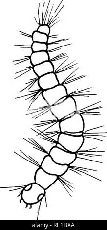 . Parasiten und parasitosen der Tiere: Die zooÌlogy und Kontrolle der tierischen Parasiten und die Pathogenese und die Behandlung von parasitären Krankheiten. Heimische Tiere. 68 PARASITEN DER TIERE Katzen und können auf diese Tiere gemeinsam mit den Arten, die Sie in der Regel befallen. Wie eine Plage des Haushalts der menschenfloh im Allgemeinen in Europa gefunden wird und den westlichen Teil der Vereinigten Staaten, während im Osten der Vereinigten Staaten Häuser können un-bewohnbar für eine Zeit, die durch die Anwesenheit des Hundes und Katzenfloh gerendert werden. Flöhe sind von Bedeutung als quälende Parasiten Stockfoto