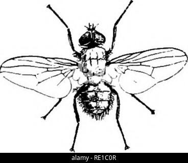 . Parasiten und parasitosen der Tiere: Die zooÌlogy und Kontrolle der tierischen Parasiten und die Pathogenese und die Behandlung von parasitären Krankheiten. Heimische Tiere. Die fliegen 39 gefegt und verbrannt. Die Verwendung von giftigen Flüssigkeiten Um in Gerichten gesetzt hat aber wenig Wirksamkeit und aus anderen Gründen nicht zu empfehlen. Sticky Fly Paper, wirksamste, sollten in Teilen des Raumes, wo gibt es die meisten Sonnenlicht platziert werden, wie in der Nähe von Windows. In diesem Zusammenhang sollte nicht vergessen werden, dass nach Haus fliegt und deren Verbündete suchen das Licht, während ihre Larven avoi Stockfoto