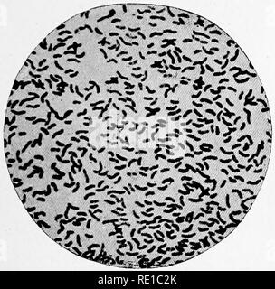 . Ein text-Buch auf die pathogenen Bakterien und Protozoen für Studenten der Medizin und Ärzte. Bakteriologie; pathogenen Bakterien und Protozoen. Anbau 621 von Fliegen verteidigt, die die Organismen, die Sie tragen können und diese infizieren. Die intestinale Evakuierungen und alle Kleidung, Bettwäsche und andere Artikel, die mit den Patienten verwendet werden, sollten sorgfältig desinfiziert werden. Mögliche "Träger" der Krankheit unter Rekonvaleszenten sollte gesucht werden und im Krankenhaus festgehalten, bis die spirillen sind nicht mehr in ihrem Darm gefunden werden. Spirillen ÄHNLICH DER CHOLERA SPIRILLUM der Finkler Stockfoto