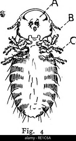 . Geflügel Krankheiten und ihre Behandlung. Geflügel. Externe PARASITEN 37 Goniodes dlssimillia. - Dies ist ein ratlier große Laus und ist anscheinend selten. Der Kopf ist subquadrate, den Thorax kurz und schmal und das Abdomen groß und kugelig. Goniocotes hologaster. - Der Kopf ist fast quadratische, den Thorax schmal und den Bauch kurz und kugelig. Abb. 4 zeigt diese Art. Lipeurus infuscatus - Dies ist eine Laus, dass Hühner befallen kann. Es hat im Labor der Autor studierte und wurde auch von osborn wie in Iowa, berichtet worden. Wie immer, es ist nicht sehr häufig. Abb. 5 Lllustrat Stockfoto