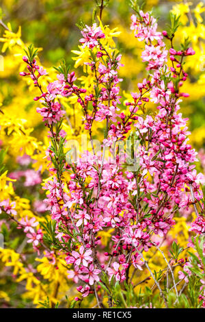 Schöner Frühling Rosa Sträucher Gartenblumen Prunus tenella Rosa Prunus 'Fire Hill' blühende Äste Blüten im April blühende Sträucher Blumen Stockfoto