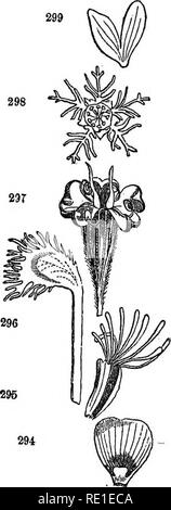 . Klasse - das Buch der Botanik: die Konturen der Struktur, Physiologie und Klassifizierung der Pflanzen: Mit einem Flora von den Vereinigten Staaten und Kanada. Botanik; Botanik; Botanik. S2 die floralen umhüllt, OE FÄLLT. 450. Ausnahmen. Aber für dieses, wie für alle anderen allgemeinen Regeln, es gibt viele Ex-ceptions. Streng genommen, den Kelch und Krone sind in keiner Weise unterscheidbar iexcept nach Position. Der äußere Kreis ist der Kelch, was auch immer seine Form oder Farbe, und die inneren, wenn es mehr als eins, ist der Corolla. 451. EuLES. Die kelchblätter der Kelch und Blütenblätter der Corolla sind laut Regel equa Stockfoto