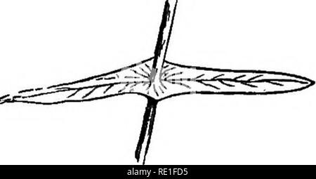. Die Elemente der strukturelle Botanik mit besonderem Bezug auf die Untersuchung der Kanadischen Pflanzen ... Pflanzenphysiologie; Pflanze Anatomie. Laub - LKAVKS. 119 Die Bedingungen, durch die einfache Blätter beschrieben werden, sind auch für die Merkblätter zusammengesetzten Blättern, an den Kelchblättern und Blüten von Blumen und, kurz gesagt, auf einer beliebigen flachen Formen.. Bitte beachten Sie, dass diese Bilder sind von der gescannten Seite Bilder, die digital für die Lesbarkeit verbessert haben mögen - Färbung und Aussehen dieser Abbildungen können nicht perfekt dem Original ähneln. extrahiert. Spotton, Henry Byron, 1844 -. Toronto, W. J. Gage &Amp; C Stockfoto