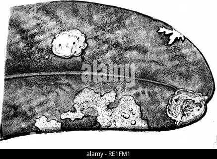 . La Biologie des Plantes... Ökologie der Pflanzen. W I R.C.del. Flechten epiphytle, Vivant sur les feuilles du Angebote a la Foret de Coudree fSai'Oie).. Bitte beachten Sie, dass diese Bilder sind von der gescannten Seite Bilder, die digital für die Lesbarkeit verbessert haben mögen - Färbung und Aussehen dieser Abbildungen können nicht perfekt dem Original ähneln. extrahiert. Chodat, Robert, 1865-1934. Gen?ve [etc. ] E? A usgabe Atar Stockfoto