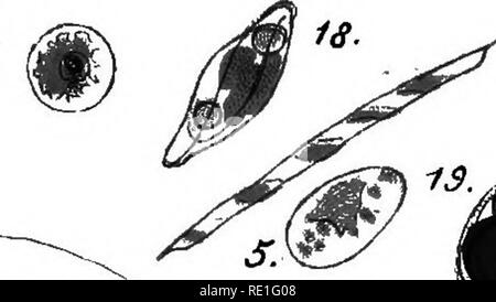 . La Biologie des Plantes... Ökologie der Pflanzen. Biol Planche. 20. m. Bitte beachten Sie, dass diese Bilder sind von der gescannten Seite Bilder, die digital für die Lesbarkeit verbessert haben mögen - Färbung und Aussehen dieser Abbildungen können nicht perfekt dem Original ähneln. extrahiert. Chodat, Robert, 1865-1934. Gen?ve [etc. ] E? A usgabe Atar Stockfoto