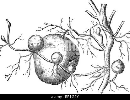 . Kommerzielle Botanik des neunzehnten Jahrhunderts. Eine Aufzeichnung der Fortschritte in der Nutzung der pflanzlichen Erzeugnisse im Vereinigten Königreich und die Einführung von ökonomischen Pflanzen in die Britischen Kolonien, in diesem Jahrhundert. Botanik, wirtschaftlichen; Botanik. Essen PEODUCTS. 43 Herr Baker schlug vor, "dass diese in die Arena gebracht werden sollten und gründlich getestet hinsichtlich ihrer wirtschaftlichen Wert, sowohl als verschiedene Arten und wenn mit den unzähligen tuberosum Formen hybridisiert." Versuche an Hybridi- sierung wurden anschließend an die Herren Sutton gründen zu lesen, unter dem superint Stockfoto