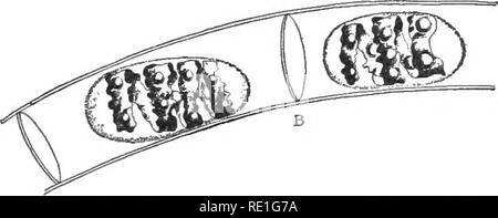 . Elementare Pflanzenphysiologie. Pflanzenphysiologie. Austausch und die Bewegungen von Gasen und Flüssigkeiten. 53 Kante der Abdeckung. Die Aktion der Lösung auf die Zellen beobachten. Ein paar Minuten später das Salz entfernen und Hinzufügen von destilliertem Wasser und beachten Sie die Wiederaufnahme der ursprünglichen Position der Teile der Zellen. Die Salzlösung ist konzentrierter als. Abb. 30.- Plasmolysis der Spirogyra. Ein ^ normal prall Zellen; B, plasmolyzed Zellen. Die sap der Zellen. Als Folge davon, etwas von dem Wasser aus der Zelle zurückgezogen wird (Abb. 30). Ich 48. Prallheitsgrad in einem osmometer.- Genießen Sie einen Abschnitt der Dialysator Schläuche in Wasser Stockfoto