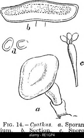 . Pilze; ihrer Natur, Einfluss, und verwendet;. Pilze. STEUCTUEE. 35 WLen zuerst gebildet, die peridia sind kugelförmig, sie dann verlängern und erweitern, der Mund wird seit einiger Zeit von einem Schleier, oder Membran, die schließlich verschwindet geschlossen. Innerhalb der Tassen Linsen- geformte Körper sind an der Unterseite und den Seiten durch elastische Seile befestigt. Diese sind die sporangien. Jeder von ihnen hat einen Com-plicated Struktur; aussen gibt es einen filamentösen Tunika, die aus interlaced Fasern, manchmal auch die peridiole; darunter ist die Rinde, der kompakte homogene Struktur, dann folgt eine zelluläre dicker Schicht, Stockfoto