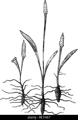 . Eine Geschichte der britischen Farne. Farne. OPHIOGLOSSUM LUSITANICUM. 331. PIGMY ADDEE's Zunge, {natürliche Größe). Gattung. - ophioglossum. (Siehe Seite 326). Art.-Lusitanicum. Caudex längliche, ovale, steigen - senkrecht Ing: Wurzeln Sukkulente, horizontal unter den radicles der Gräser: harren Zweig der Wedel schmale, linear, manchmal lanzettlich, Stumpf: fruchtbare Zweig Verein - geprägt. Bu^m^M^, fyms, ^r. Ophioglossum lusitanicum, Linn. Sp. PI. 1518; Swartz, Syn. Fil. 169; Willd. Sp. PI. v. 59; Holz, touristische Flora, 426; Lindley, Veg. Kingd. 77; Newm. Pliytol. v. 80. Bitte beachten Sie, tha Stockfoto