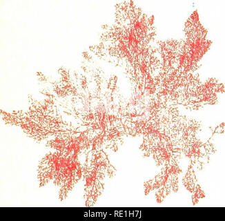 . Meer Moose. Collector's Guide und eine Einführung in das Studium der Meeresalgen. Algen. Ceramium fastigiatum, Schinken. Callithamnion corymbosum, Ag. Platte XIX. Bitte beachten Sie, dass diese Bilder sind von der gescannten Seite Bilder, die digital für die Lesbarkeit verbessert haben mögen - Färbung und Aussehen dieser Abbildungen können nicht perfekt dem Original ähneln. extrahiert. Hervey, A. B. (Alpheus Baker), 1839-1931. Boston, S.E. Cassino Stockfoto