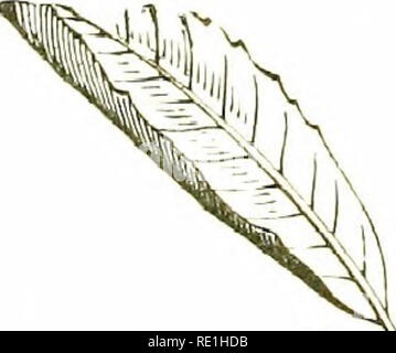 . Blumen des Feldes. Botanik. 45° CUPULfFER.' E Es gibt drei gut markierte Sorten: Var. pedunculdta, der weiße Eiche, mit Stiellose Blätter, downy unter wenn Junge, und Eicheln auf langen Stielen; var. iHtermedia, Traubeneichenholz Eiche, pro-bably eine Hybride, mit kurzen Stielen für beide Blätter und Eicheln, Blätter immer downy verbleibenden unter, und sehr dunkel grüne Eicheln; und var. sessilifiora, das Rote Eiche, mit downy Zweige, langen blattstielen, Blätter glatt unter, und fast stiellose Eicheln. - Holz; häufig. Der Baum ist durch zahlreiche Insekten produzieren verschiedene Galle, wie Eiche - Äpfel, marblergall angegriffen Stockfoto