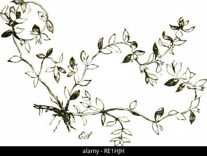 . Blumen des Feldes. Botanik. Knoten - GRAS FAMILIE 405 1, Illkcebrum (Knoten-Gras). - eine Gattung, die nur die eine Art/. vertuiUdtiun (Whorled Knot - Gras), ist ein hübsches kleines kahl Pflanze, mit schmalen, verschlungenen, Prostata Stängel, der einen roten Farbton, Glaucous, stiellose, eiförmige Blätter, und Axillar -^^- horls von weißen Blumen bemerkenswert für ihre verdickte weiß Kelchblätter endet in einem langen, weichen Punkt. - Im sumpfigen Boden und stehendes Wasser, unter anderen aquatischen i) lants; nicht in Cornwall, selten, aber viel seltener in Devonshire, und hat in der Berkshire gefunden worden. (Name aus dem Lateinischen iUecebra, einer Umgebung Stockfoto