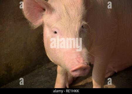 Eine weiße Farbe domestiziert, Schweinchen, Schweinchen (Sus scrofa domesticus), Große Weiße Yorkshire Schwein in eine Schweinezucht, selektive Fokussierung und unscharfen Hintergrund Stockfoto