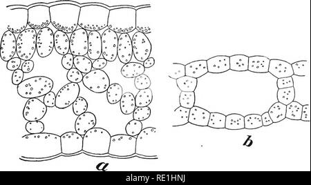 . Versuche mit Pflanzen. Botanik. 338 ISXPEEIMHSTS MIT PFLANZEN geformte Blatt, ein Übergang zwischen den beiden. Abb. 194 zeigt an (6) einen Abschnitt einer versunkenen Teil einer Band - wie Blatt, während bei {a) ist ein Abschnitt eines Por-. 194. Querschnitt der Ribbon-förmigen Blätter von der Pfeilspitze, (a) von einem Teil der ein Blatt über dem Wasser, (&amp;) aus einem Teil eines Blattes unter der Oberfläche, die Schlankheit. Mangelnde Nagelhaut und größere Räume. tion von einem Band - wie Blatt, das in die Luft projiziert. Abb. 195 (a) zeigt eine In-tank-leaf (Blatt) des Wassers Hahnenfuß, während daneben (&amp;) ist Ano Stockfoto