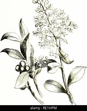 rhododendron camtschaticum Rhododendron camtschaticum main image 0