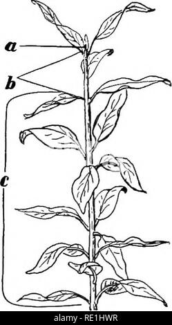 . Versuche mit Pflanzen. Botanik. THK-ARBEIT DER STÄMME 249 der Union und unter dem Mikroskop untersuchen. Wenn möglich, versuchen Sie, einige Experimente in der Veredelung. Für Anweisungen siehe Hunn und Bailey: "Die praktische Garten Buch"; auch einige, die in der Angelegenheit qualifiziert ist. Das kambium ist nicht der einzige Teil der Stammzellen, die wächst, denn, wie wir bereits gelernt haben, werden die Stammzellen in der Länge an der Spitze wächst. "Wir können die Spitze in drei Regionen unterteilen (Abb. 143): {a) die extreme Ende, belegt durch eine Knospe, in der die Blätter ständig gebildet werden; wir nennen dies die formative Re-gion;{h) Stockfoto