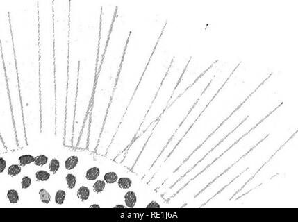 . Die britische Süßwasser und Rhizopoda Heliozoa. ; Rhizopoda Heliozoa; Süßwasser Tiere. . Bitte beachten Sie, dass diese Bilder sind von der gescannten Seite Bilder, die digital für die Lesbarkeit verbessert haben mögen - Färbung und Aussehen dieser Abbildungen können nicht perfekt dem Original ähneln. extrahiert. Cash, James, 1839-1909; Hopkinson, John, 1844-1919. gemeinsame Thema; Wailes, George Herbert, 1862. London, Gedruckt für den Ray Scociety Stockfoto