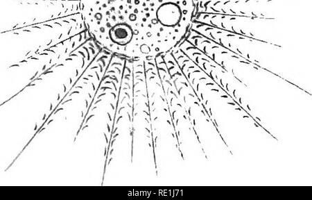 . Die britische Süßwasser und Rhizopoda Heliozoa. ; Rhizopoda Heliozoa; Süßwasser Tiere. . Bitte beachten Sie, dass diese Bilder sind von der gescannten Seite Bilder, die digital für die Lesbarkeit verbessert haben mögen - Färbung und Aussehen dieser Abbildungen können nicht perfekt dem Original ähneln. extrahiert. Cash, James, 1839-1909; Hopkinson, John, 1844-1919. gemeinsame Thema; Wailes, George Herbert, 1862. London, Gedruckt für den Ray Scociety Stockfoto