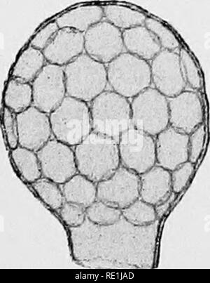 . Die britische Süßwasser und Rhizopoda Heliozoa. ; Rhizopoda Heliozoa; Süßwasser Tiere. . Bitte beachten Sie, dass diese Bilder sind von der gescannten Seite Bilder, die digital für die Lesbarkeit verbessert haben mögen - Färbung und Aussehen dieser Abbildungen können nicht perfekt dem Original ähneln. extrahiert. Cash, James, 1839-1909; Hopkinson, John, 1844-1919. gemeinsame Thema; Wailes, George Herbert, 1862. London, Gedruckt für den Ray Scociety Stockfoto