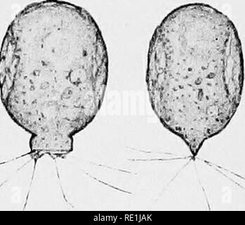 . Die britische Süßwasser und Rhizopoda Heliozoa. ; Rhizopoda Heliozoa; Süßwasser Tiere. . Bitte beachten Sie, dass diese Bilder sind von der gescannten Seite Bilder, die digital für die Lesbarkeit verbessert haben mögen - Färbung und Aussehen dieser Abbildungen können nicht perfekt dem Original ähneln. extrahiert. Cash, James, 1839-1909; Hopkinson, John, 1844-1919. gemeinsame Thema; Wailes, George Herbert, 1862. London, Gedruckt für den Ray Scociety Stockfoto