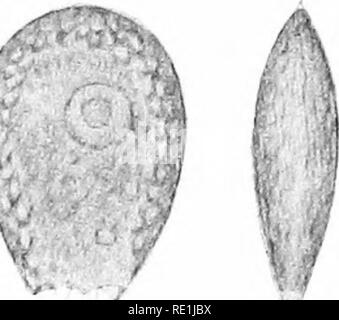 . Die britische Süßwasser und Rhizopoda Heliozoa. ; Rhizopoda Heliozoa; Süßwasser Tiere. . Bitte beachten Sie, dass diese Bilder sind von der gescannten Seite Bilder, die digital für die Lesbarkeit verbessert haben mögen - Färbung und Aussehen dieser Abbildungen können nicht perfekt dem Original ähneln. extrahiert. Cash, James, 1839-1909; Hopkinson, John, 1844-1919. gemeinsame Thema; Wailes, George Herbert, 1862. London, Gedruckt für den Ray Scociety Stockfoto