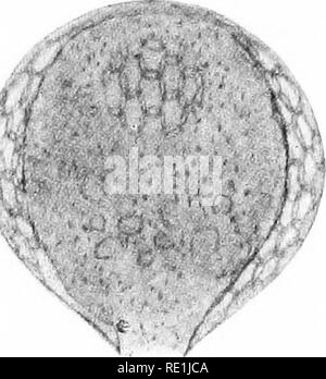 . Die britische Süßwasser und Rhizopoda Heliozoa. ; Rhizopoda Heliozoa; Süßwasser Tiere. . Bitte beachten Sie, dass diese Bilder sind von der gescannten Seite Bilder, die digital für die Lesbarkeit verbessert haben mögen - Färbung und Aussehen dieser Abbildungen können nicht perfekt dem Original ähneln. extrahiert. Cash, James, 1839-1909; Hopkinson, John, 1844-1919. gemeinsame Thema; Wailes, George Herbert, 1862. London, Gedruckt für den Ray Scociety Stockfoto