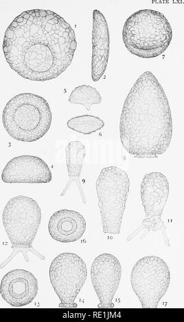 . Die britische Süßwasser und Rhizopoda Heliozoa. ; Rhizopoda Heliozoa; Süßwasser Tiere. . Bitte beachten Sie, dass diese Bilder sind von der gescannten Seite Bilder, die digital für die Lesbarkeit verbessert haben mögen - Färbung und Aussehen dieser Abbildungen können nicht perfekt dem Original ähneln. extrahiert. Cash, James, 1839-1909; Hopkinson, John, 1844-1919. gemeinsame Thema; Wailes, George Herbert, 1862. London, Gedruckt für den Ray Scociety Stockfoto